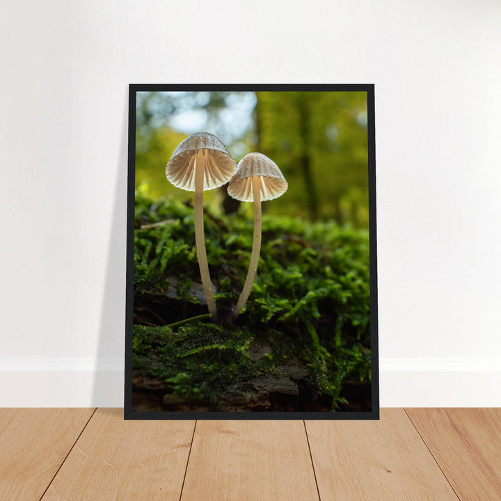 Siblings: Mushrooms on the forest floor