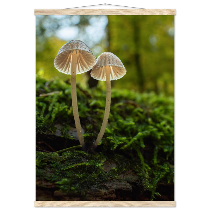 Geschwister: Pilze auf Waldboden - Printree.ch Foto, Fotografie, Makro, Makrofotografie, Martin_Reichenbach, Natur, pilz, wald, Waldgebiet